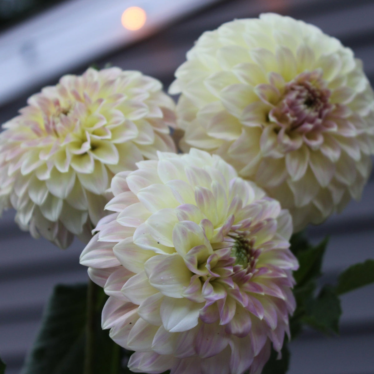 Coorabell Astrid - Freese Flower Farm