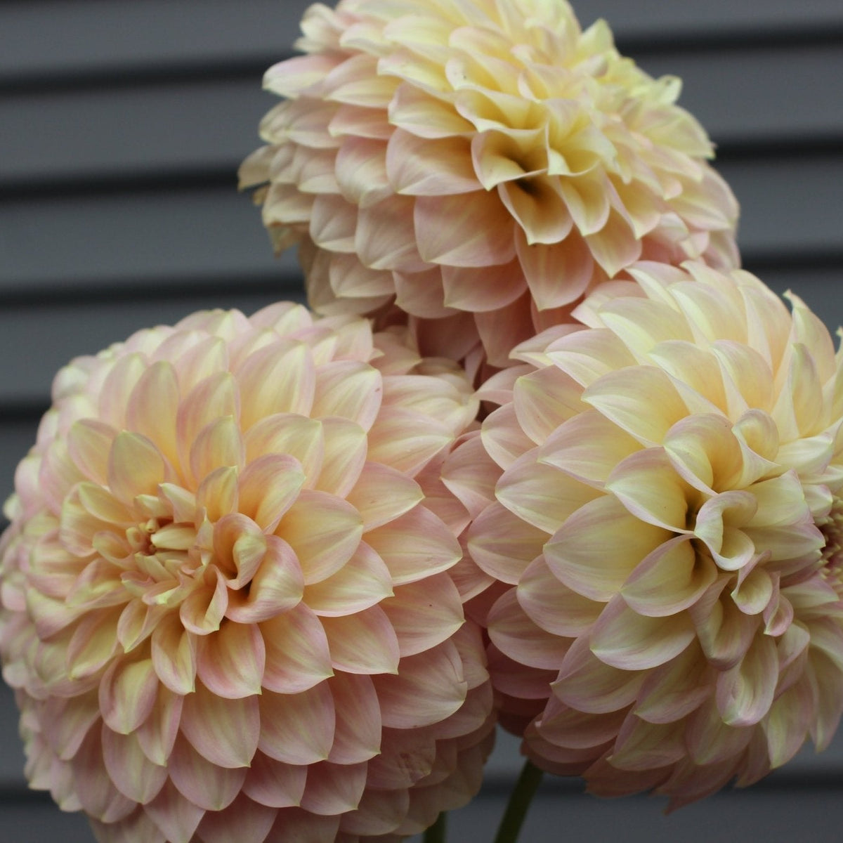 Coorabell Jessie - Freese Flower Farm