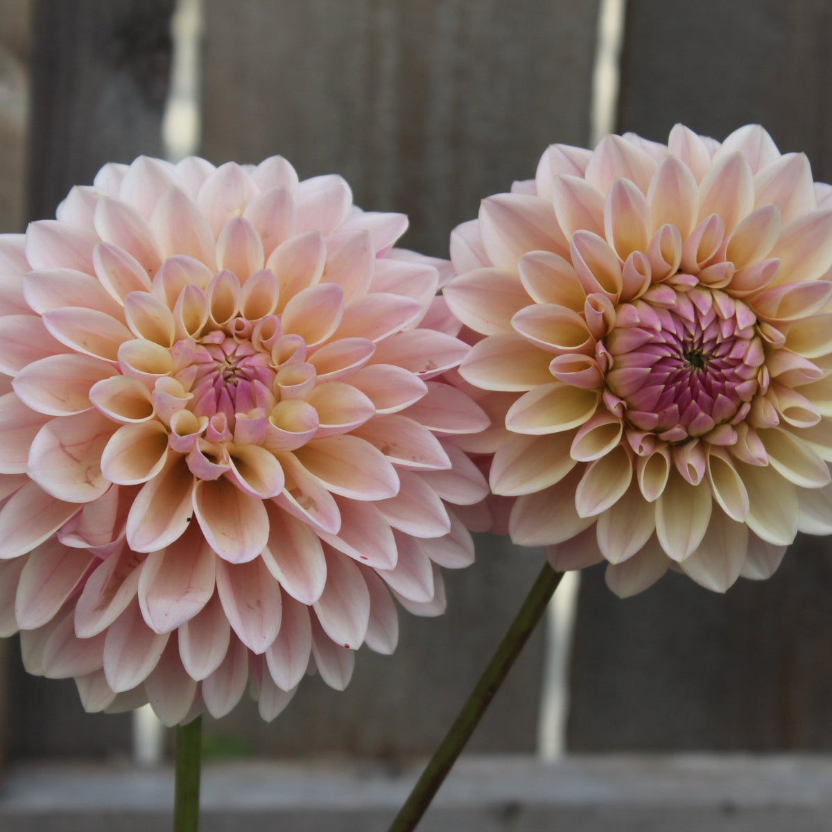Coralie - Freese Flower Farm