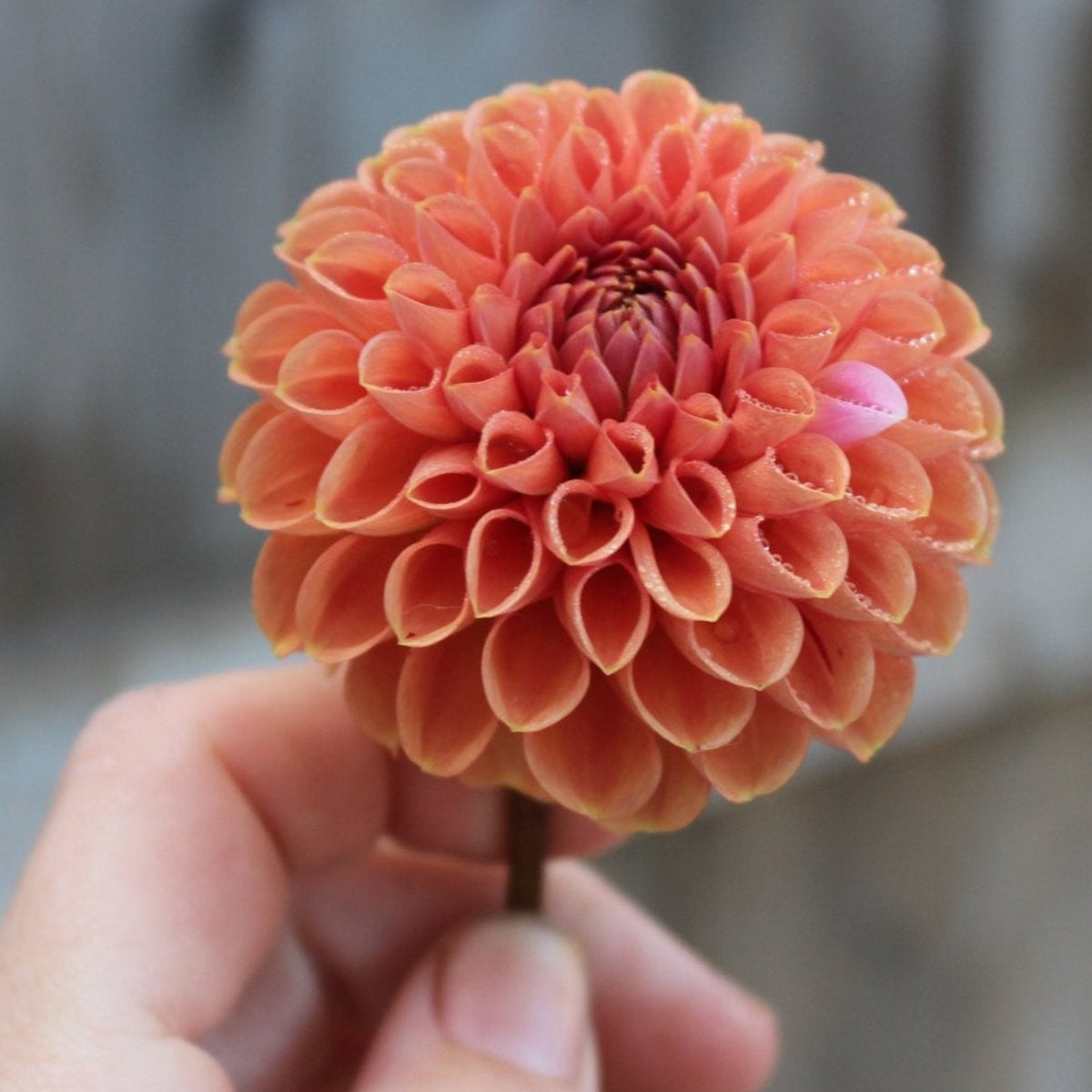 Cornel Bronze - Freese Flower Farm
