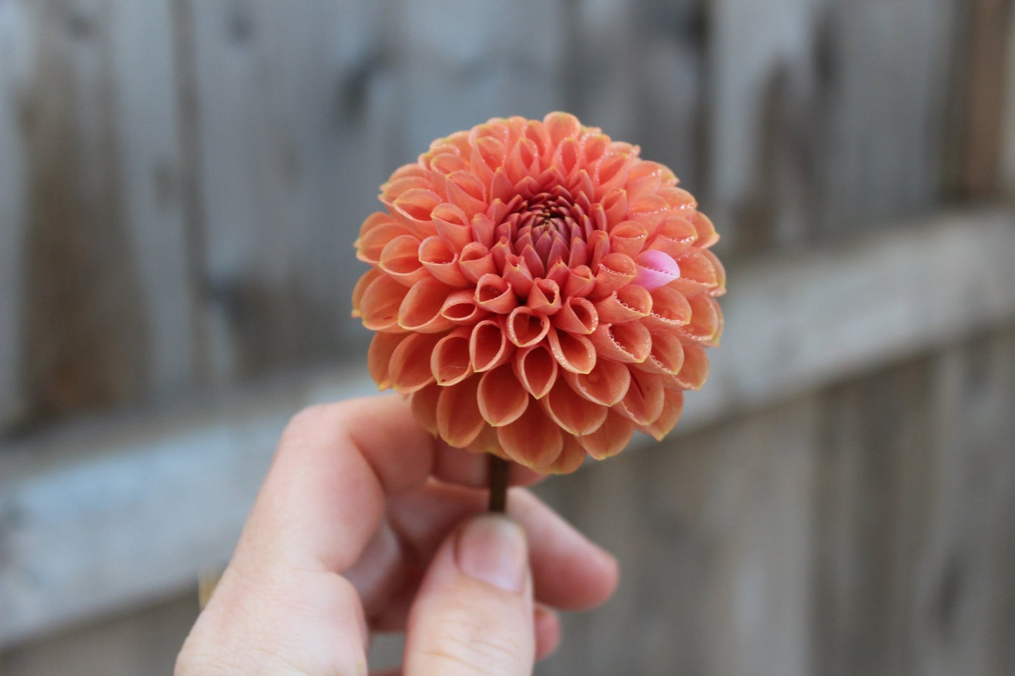 Cornel Bronze - Freese Flower Farm