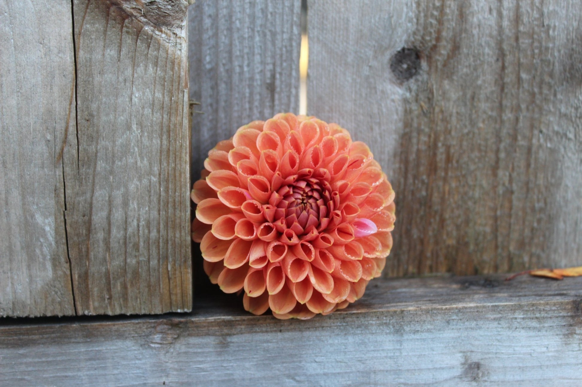 Cornel Bronze - Freese Flower Farm