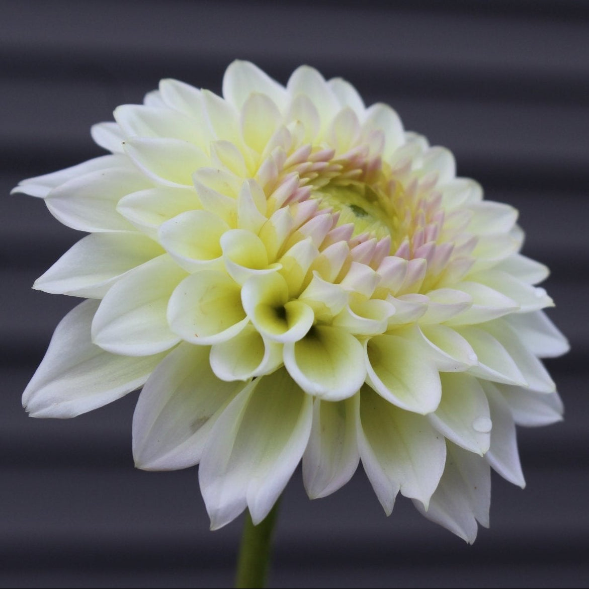 Cream Diane - Freese Flower Farm