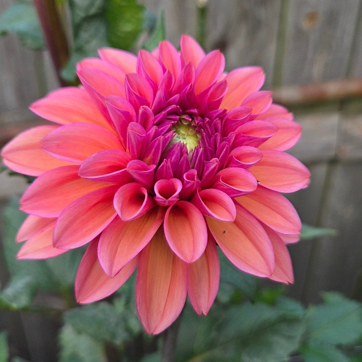 CT Avonela - Freese Flower Farm