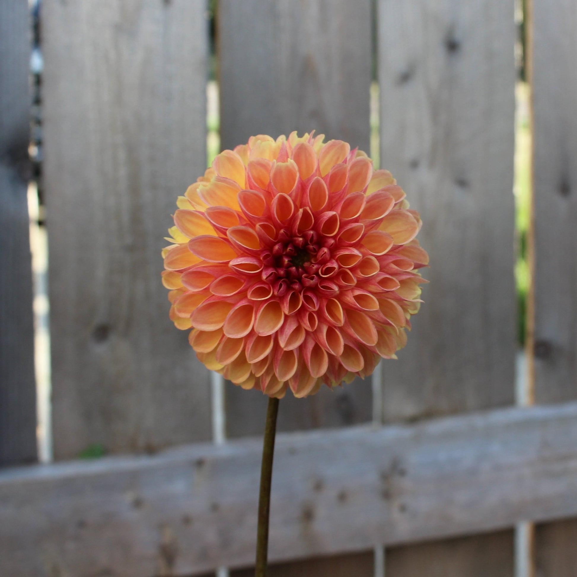 CT Bounty - Freese Flower Farm