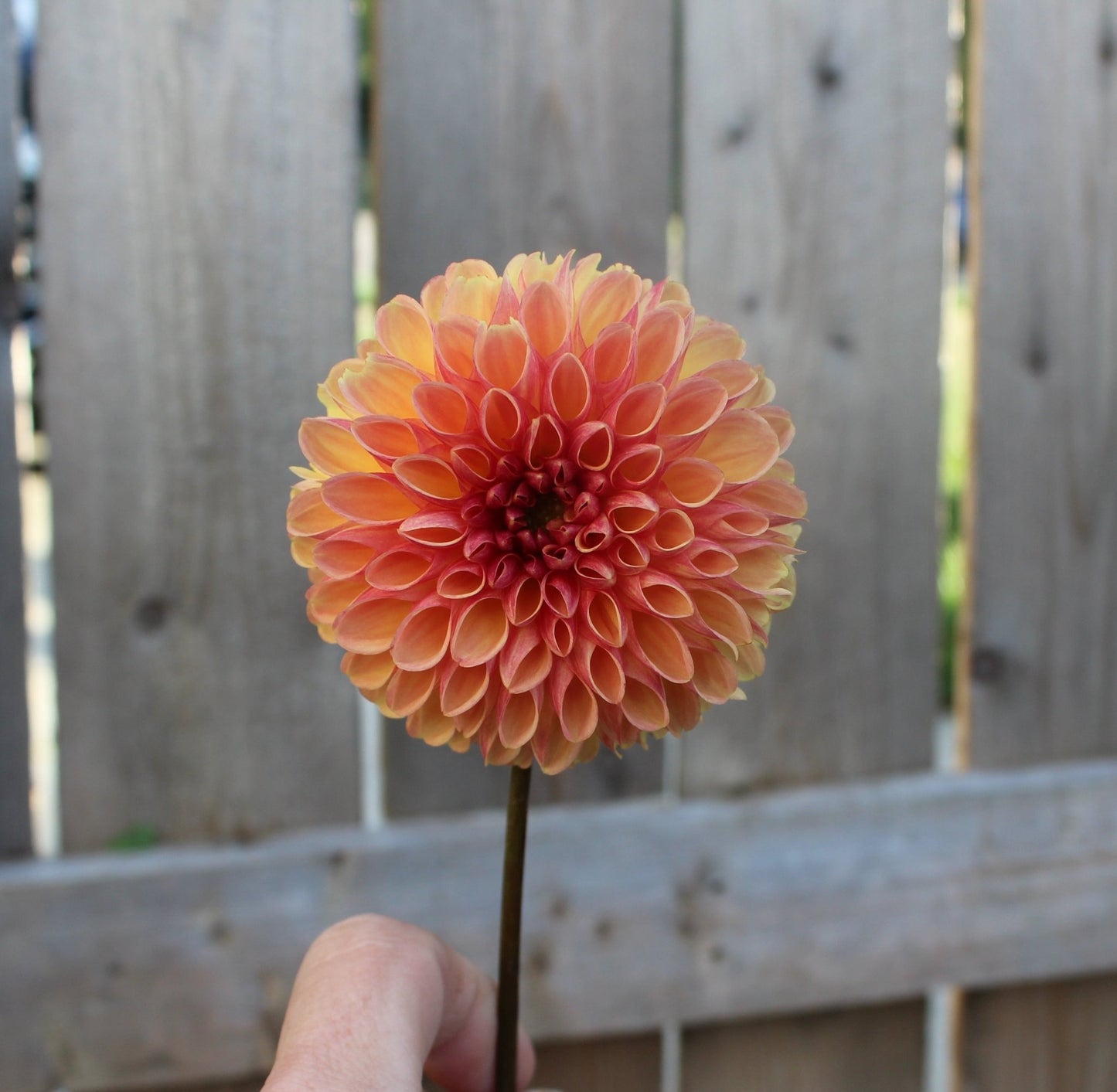 CT Bounty - Freese Flower Farm