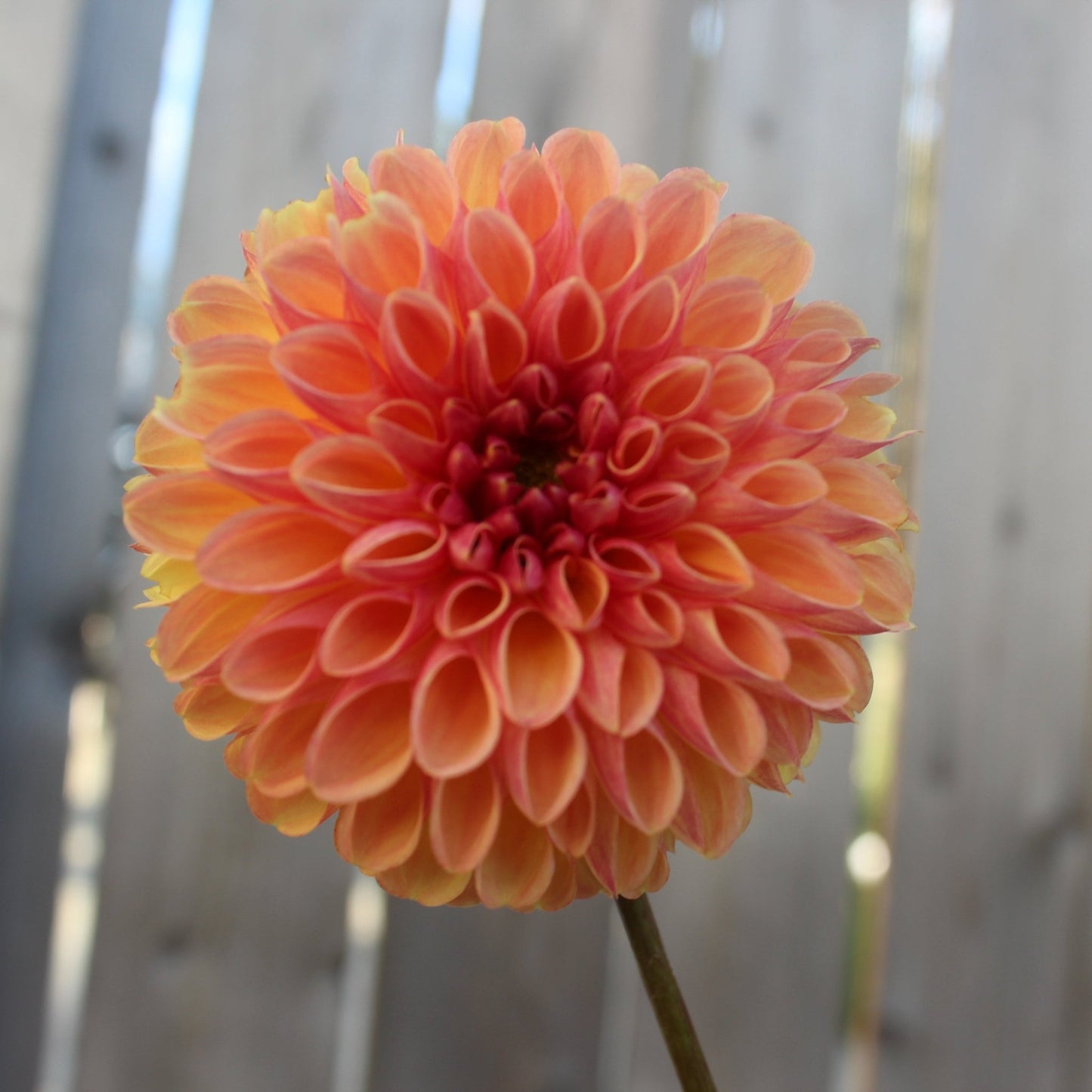 CT Bounty - Freese Flower Farm