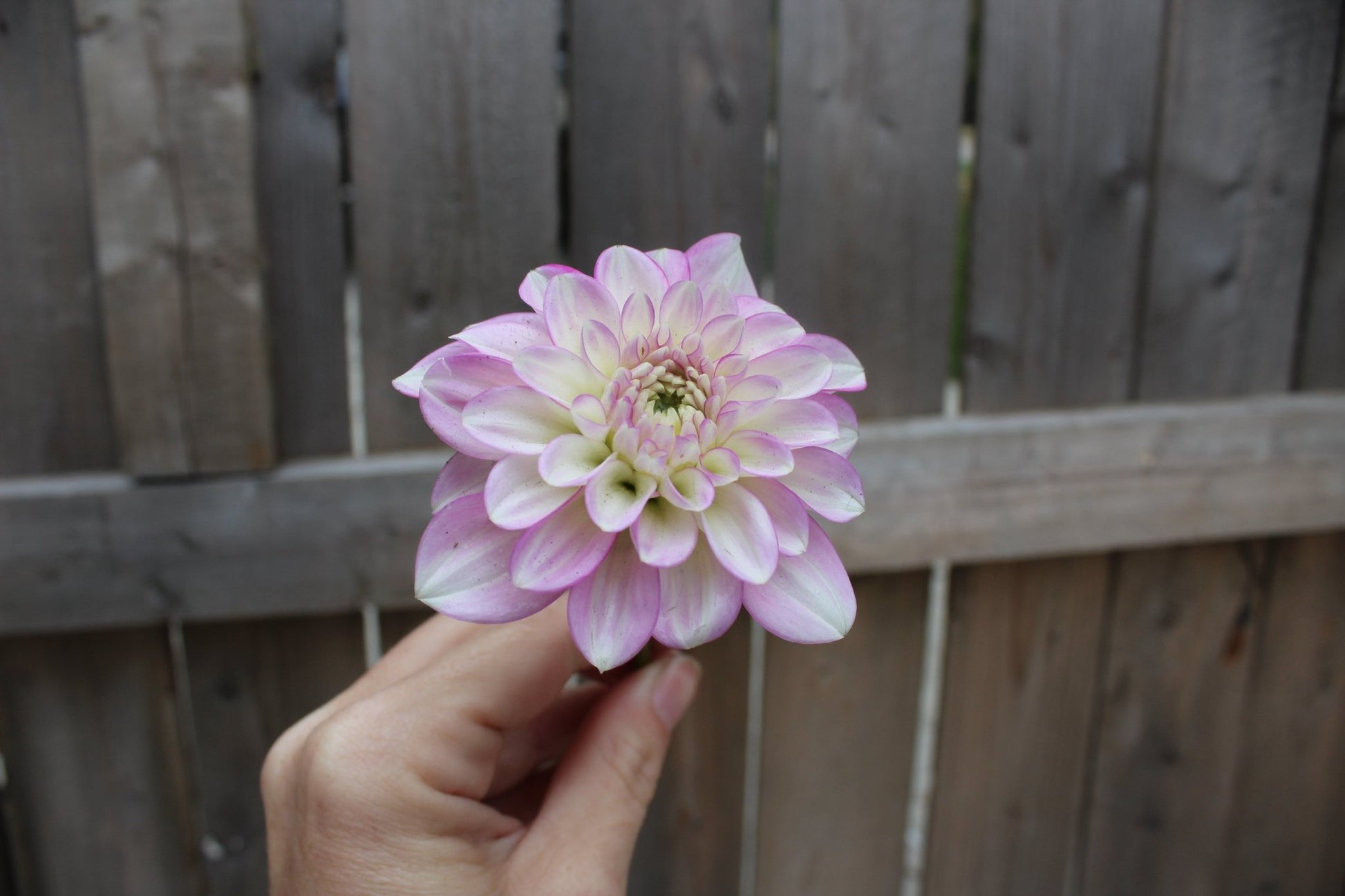 CT Jae Renae - Freese Flower Farm