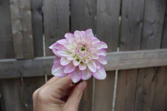 CT Jae Renae - Freese Flower Farm