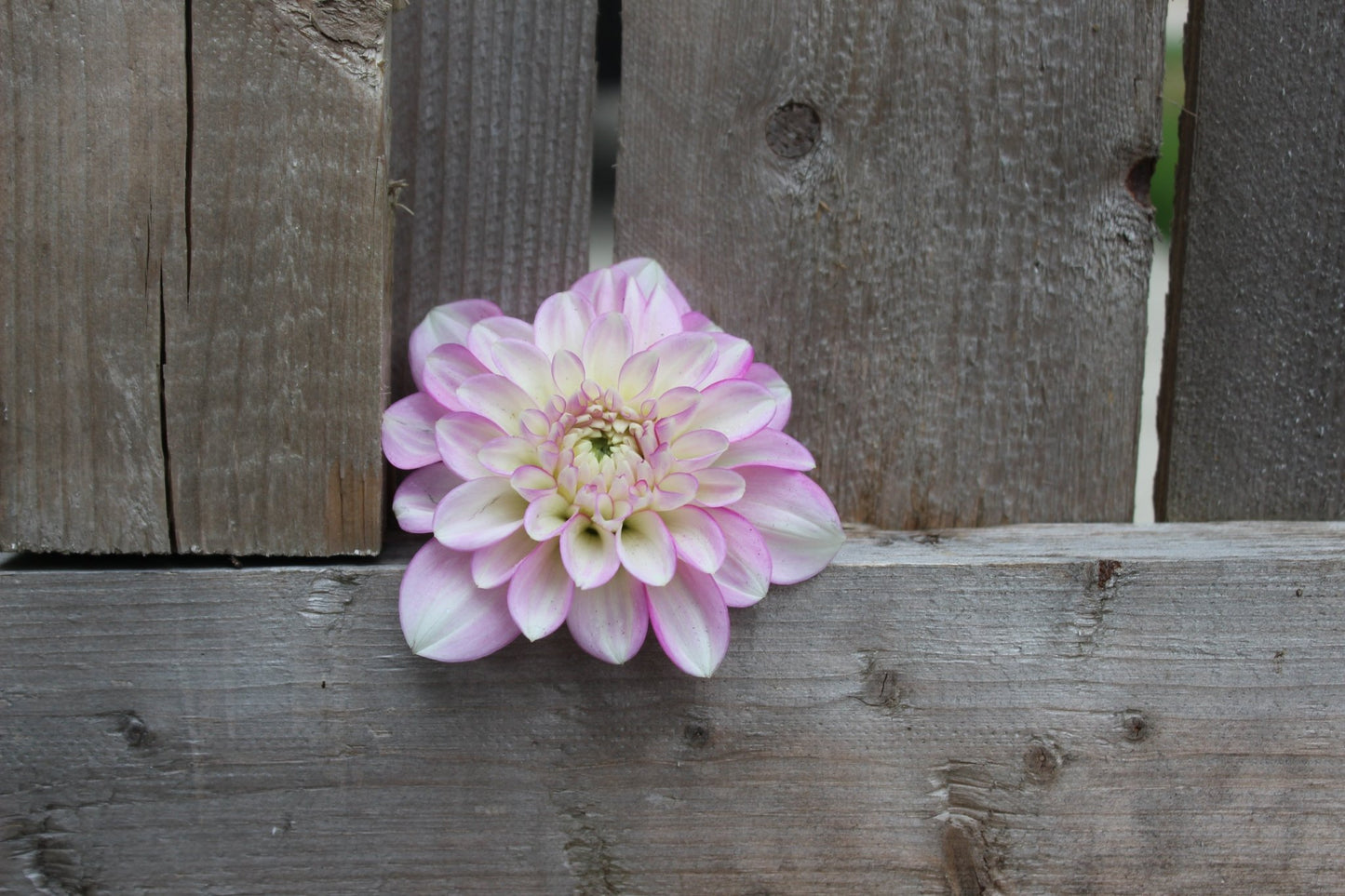 CT Jae Renae - Freese Flower Farm