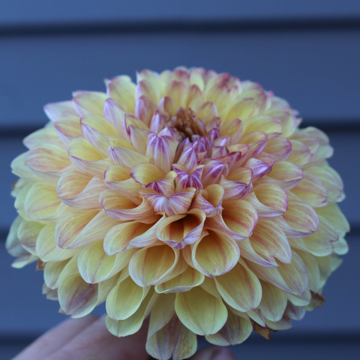 CT Penny - Freese Flower Farm
