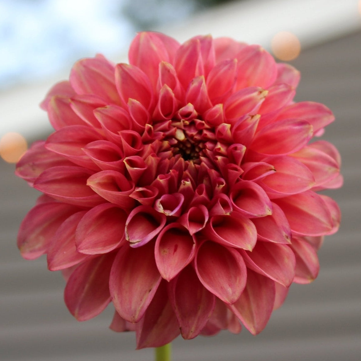 Devon Opaline - Freese Flower Farm