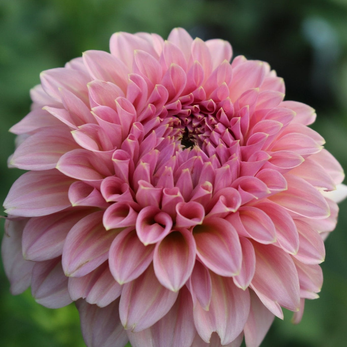 Devon Salmon - Freese Flower Farm