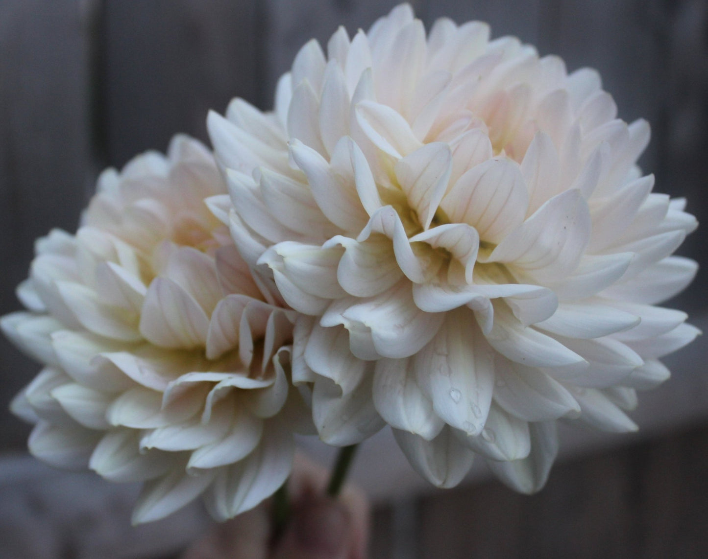 Diana's Memory - Freese Flower Farm