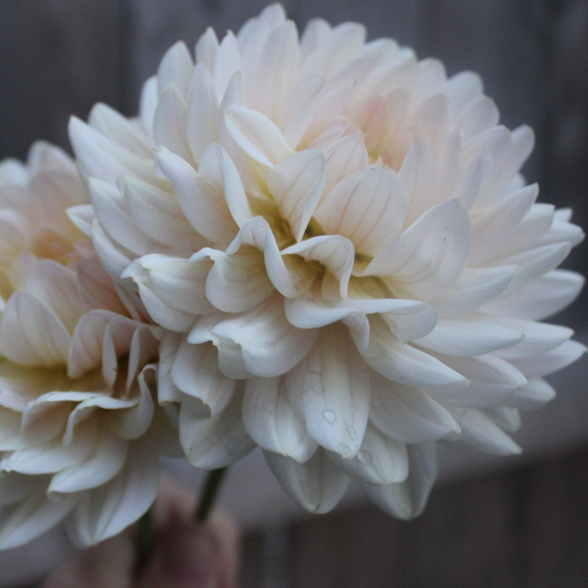 Diana's Memory - Freese Flower Farm