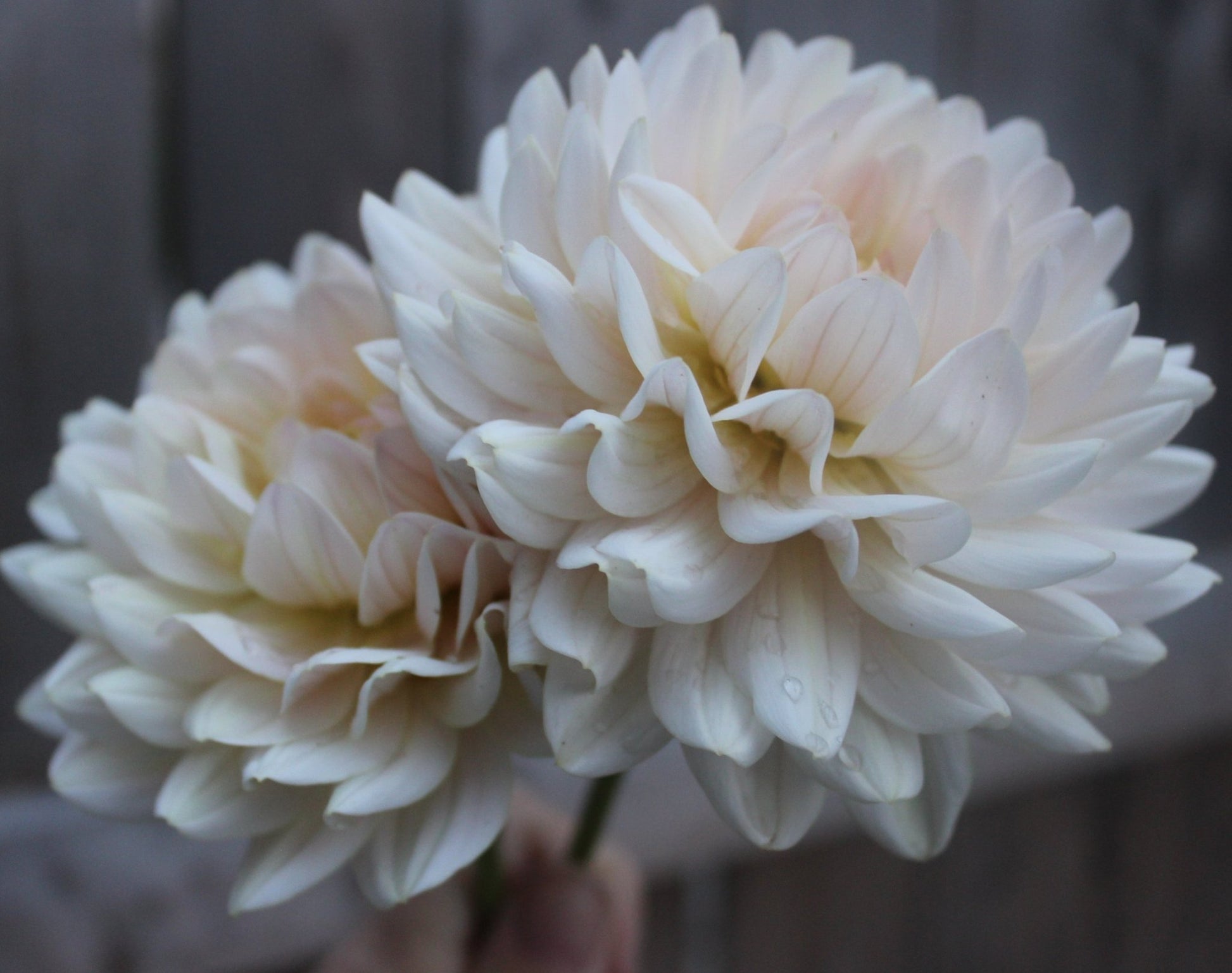 Diana's Memory - Freese Flower Farm