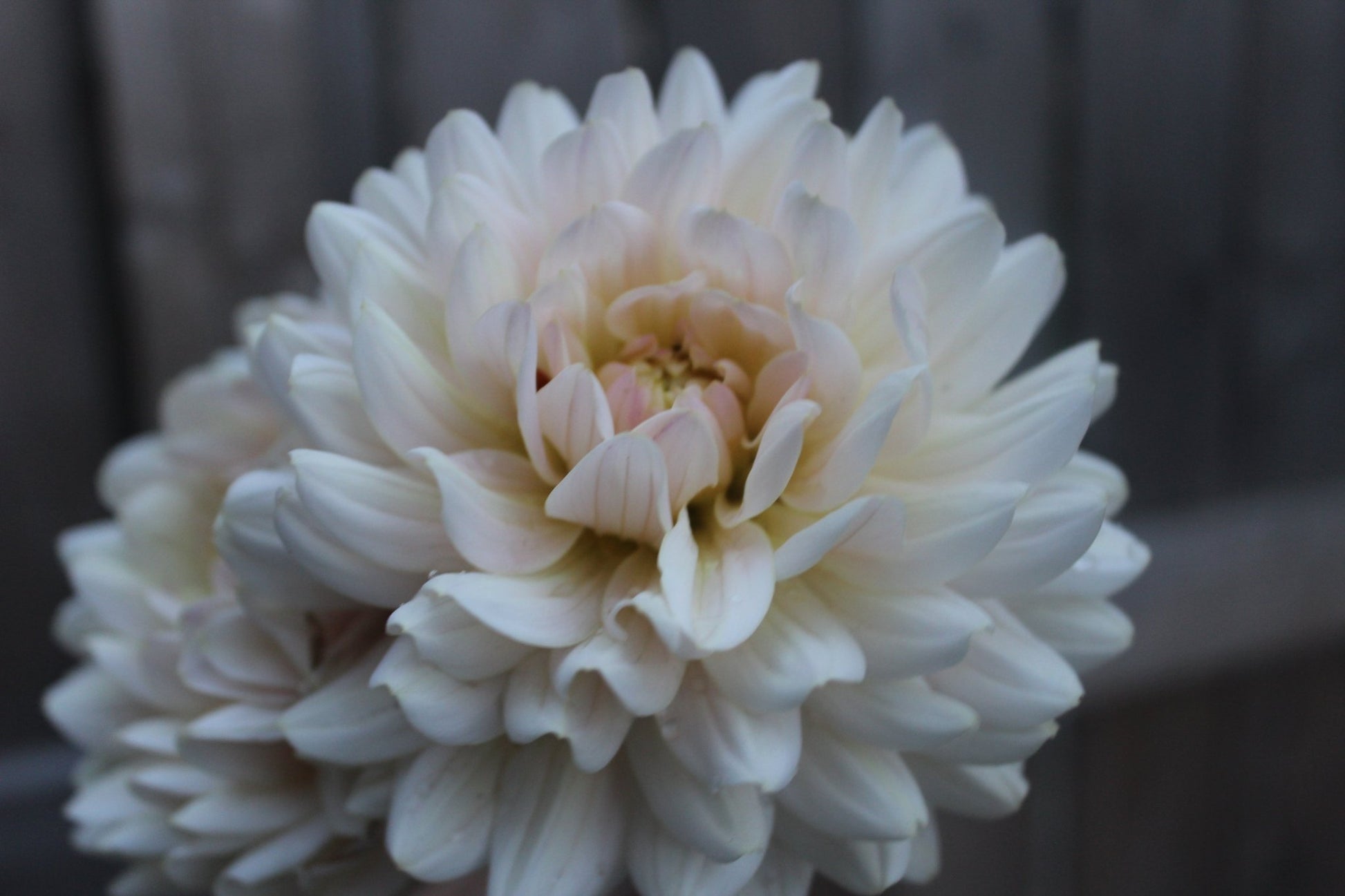 Diana's Memory - Freese Flower Farm