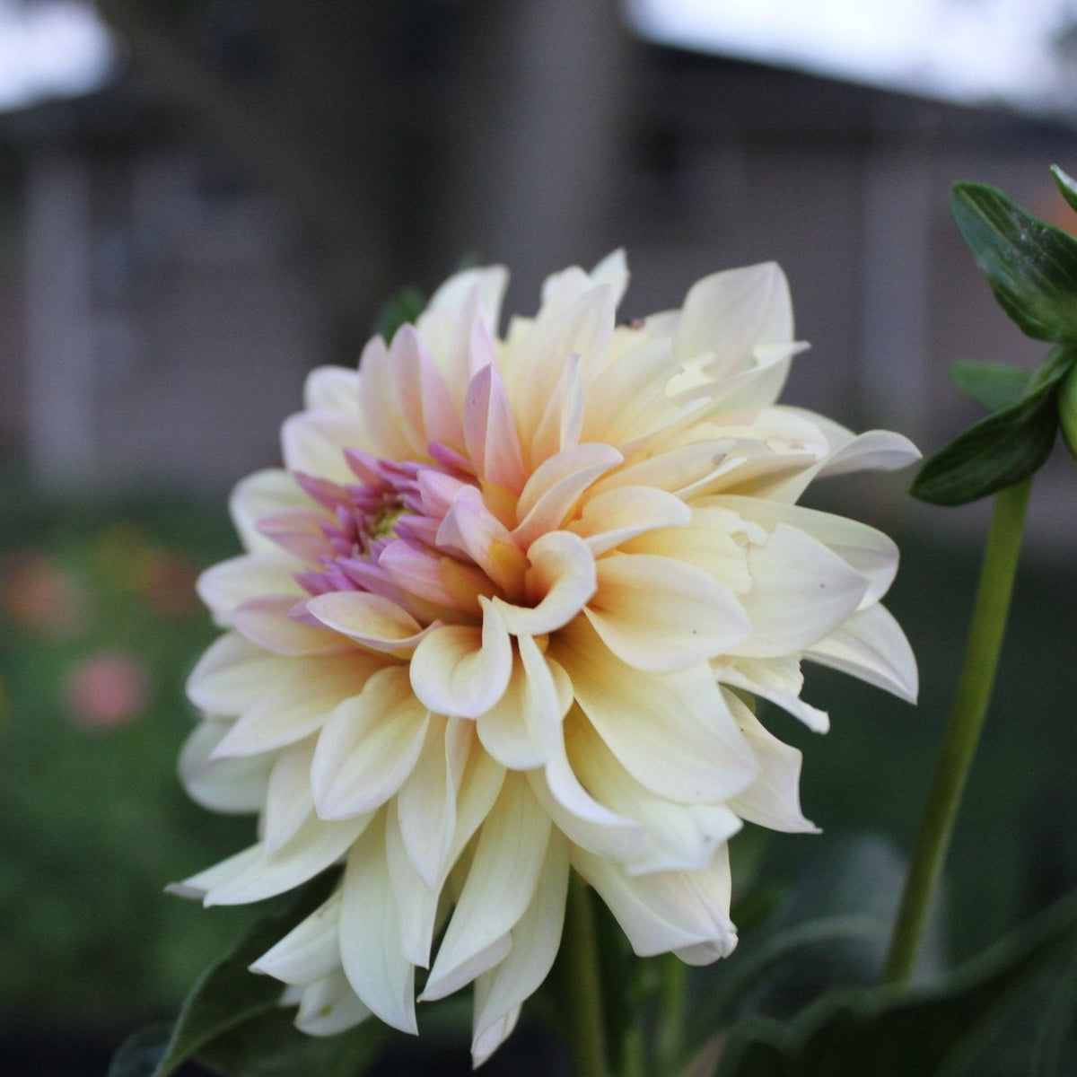 DL The Special - Freese Flower Farm