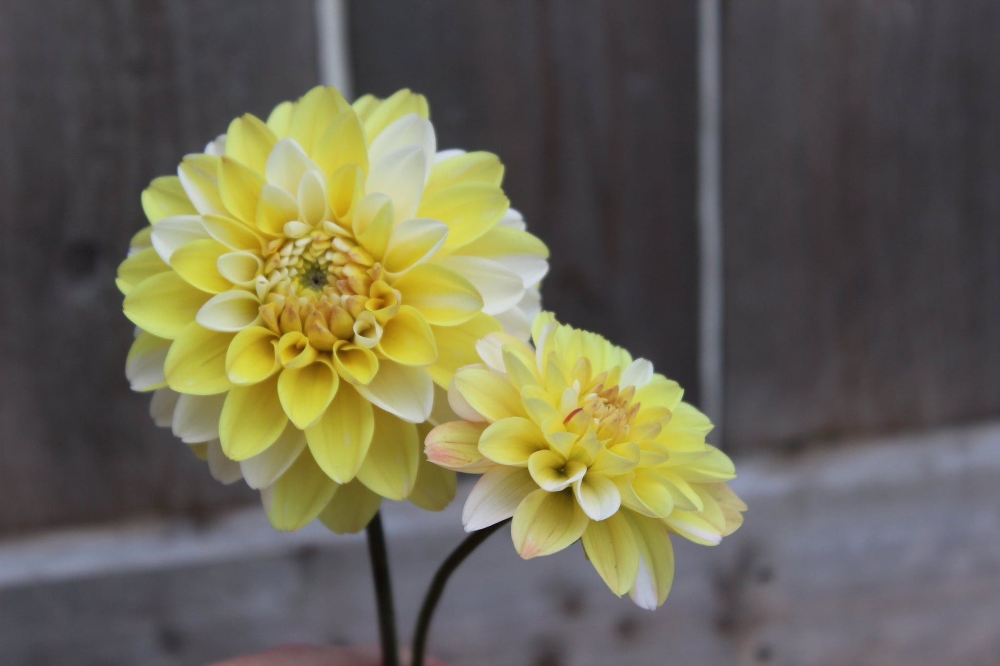 Double Jill - Freese Flower Farm