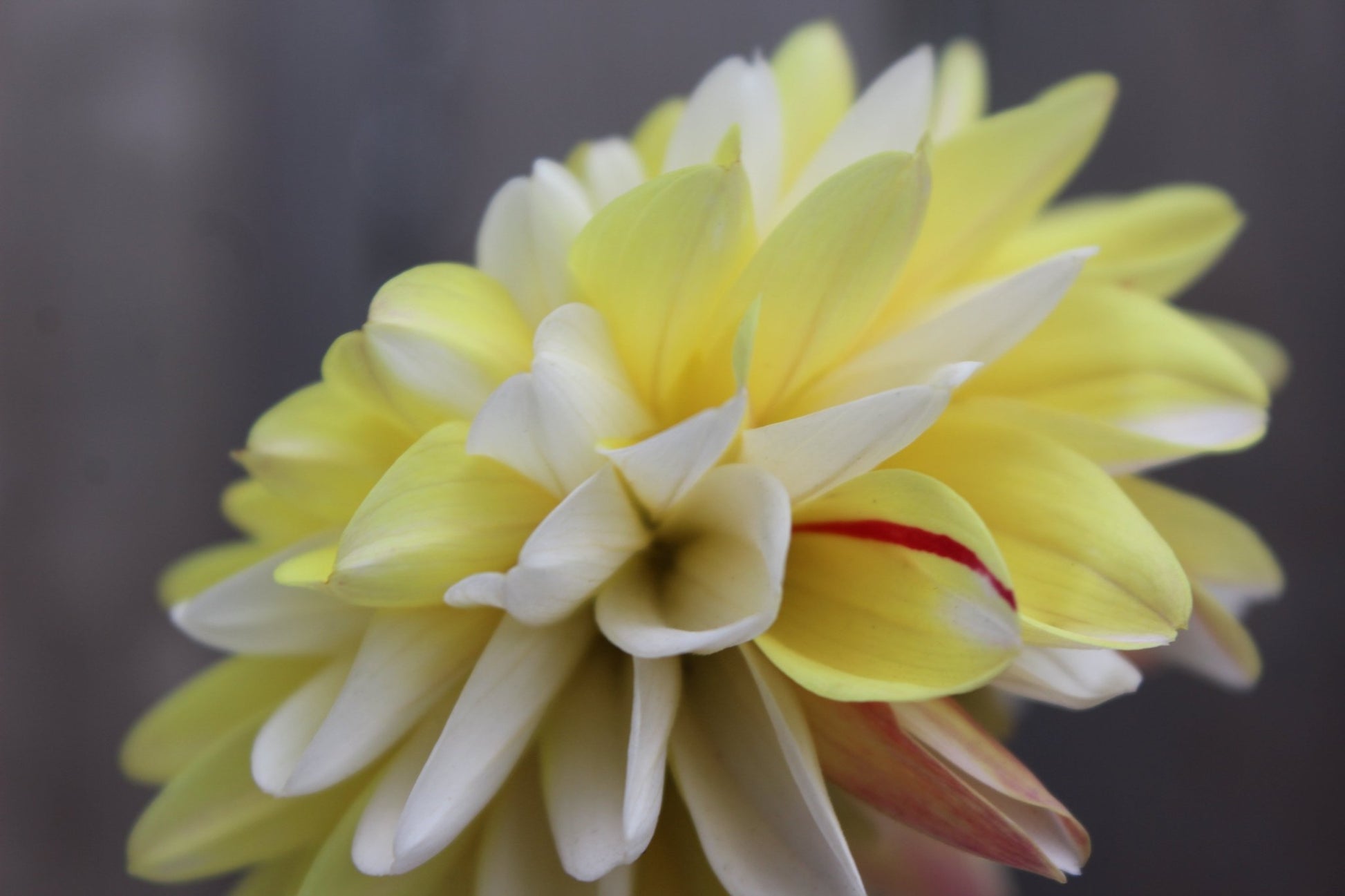 Double Jill - Freese Flower Farm