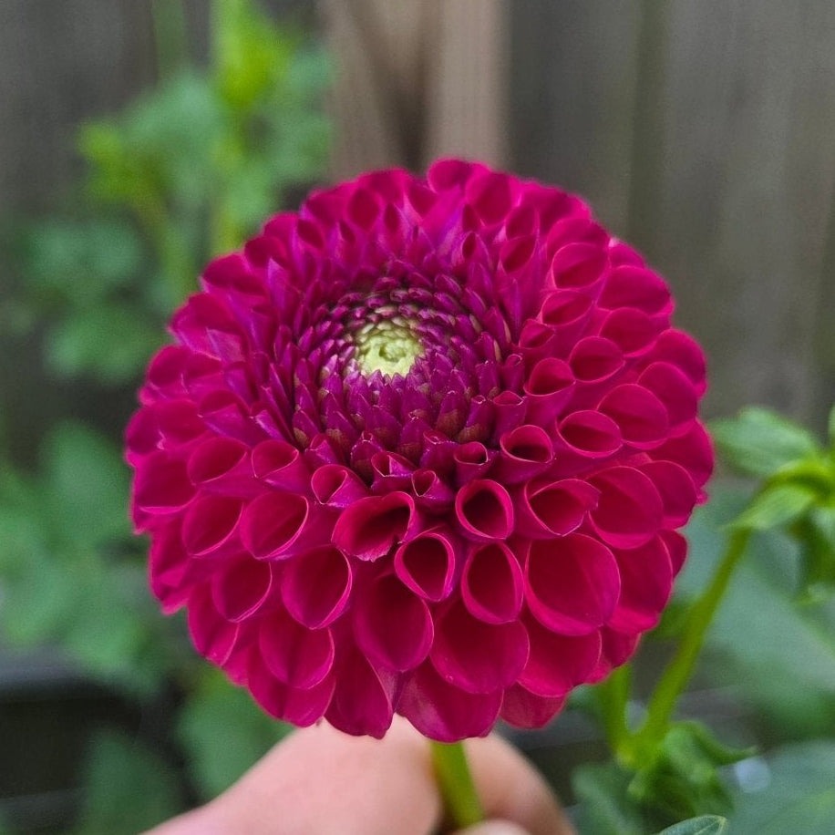 Downham Peggy - Freese Flower Farm