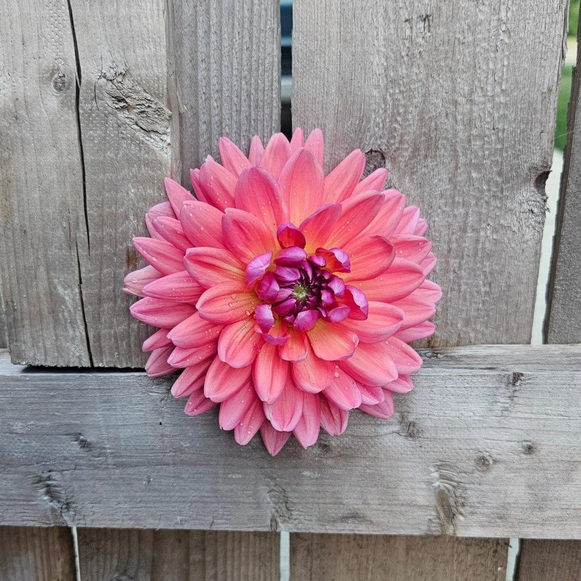 Dutch Pearl - Freese Flower Farm