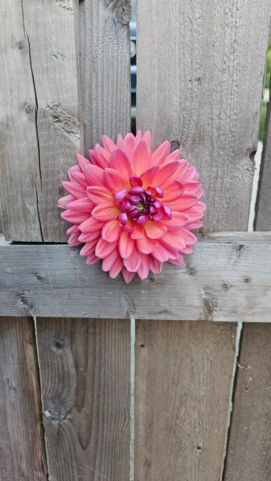 Dutch Pearl - Freese Flower Farm