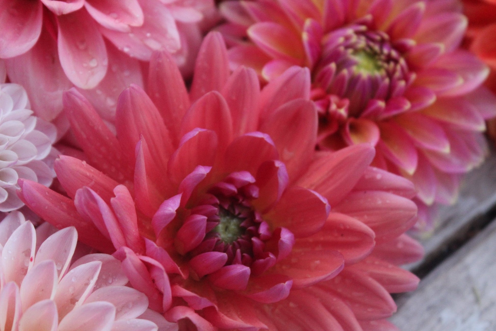 Dutch Pearl - Freese Flower Farm