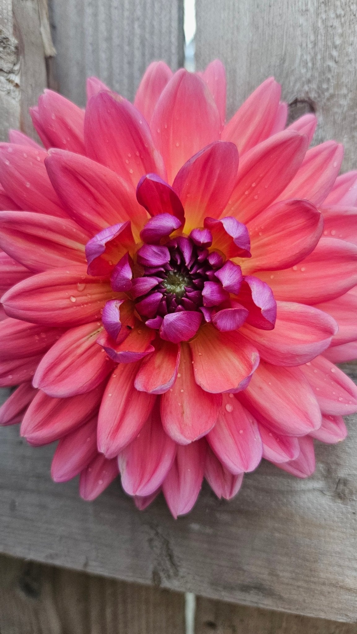 Dutch Pearl - Freese Flower Farm