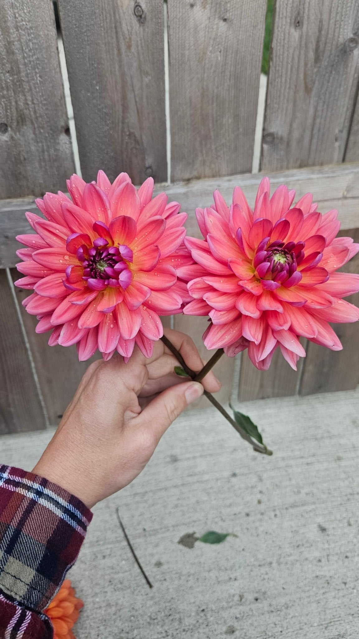 Dutch Pearl - Freese Flower Farm