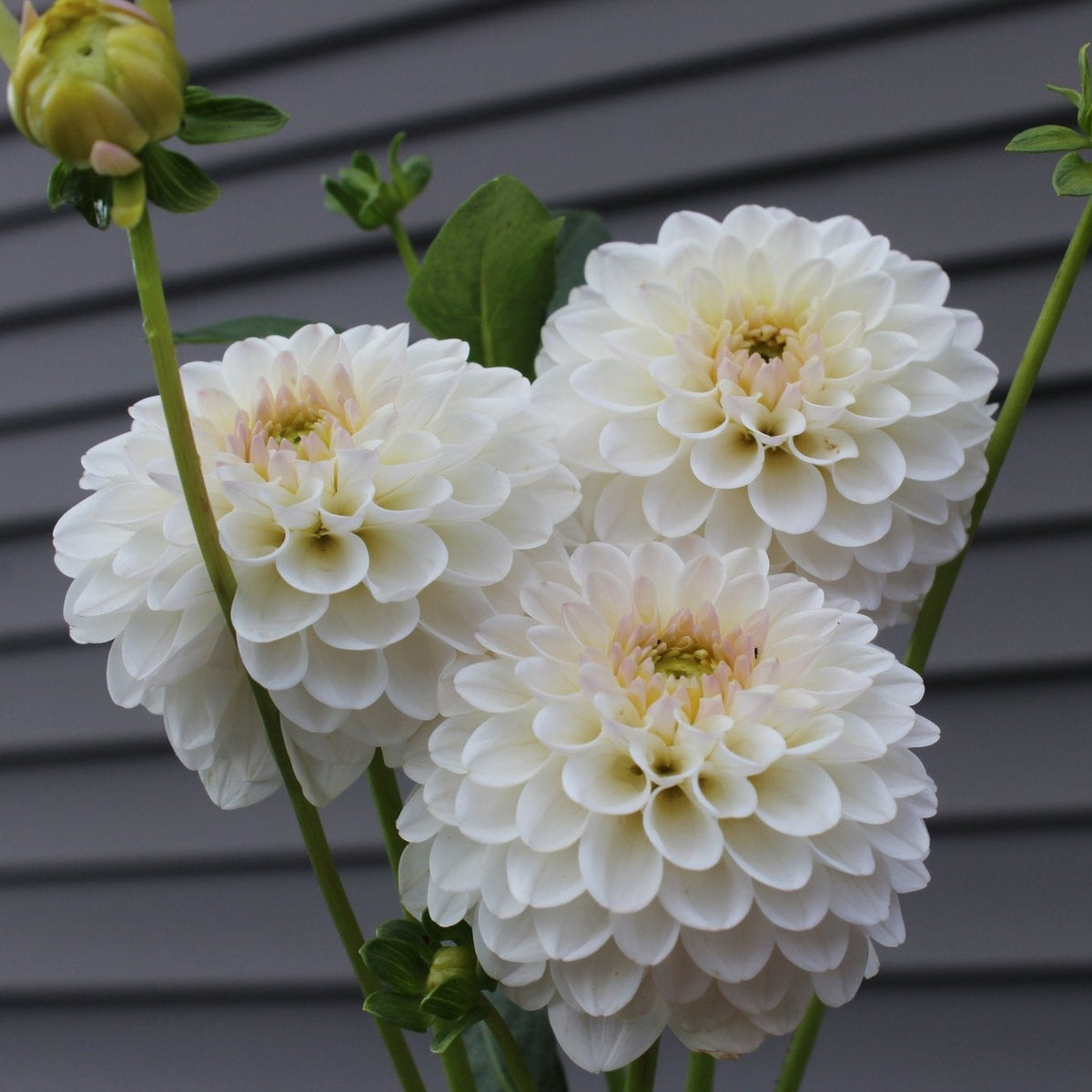 Eden Alice - Freese Flower Farm