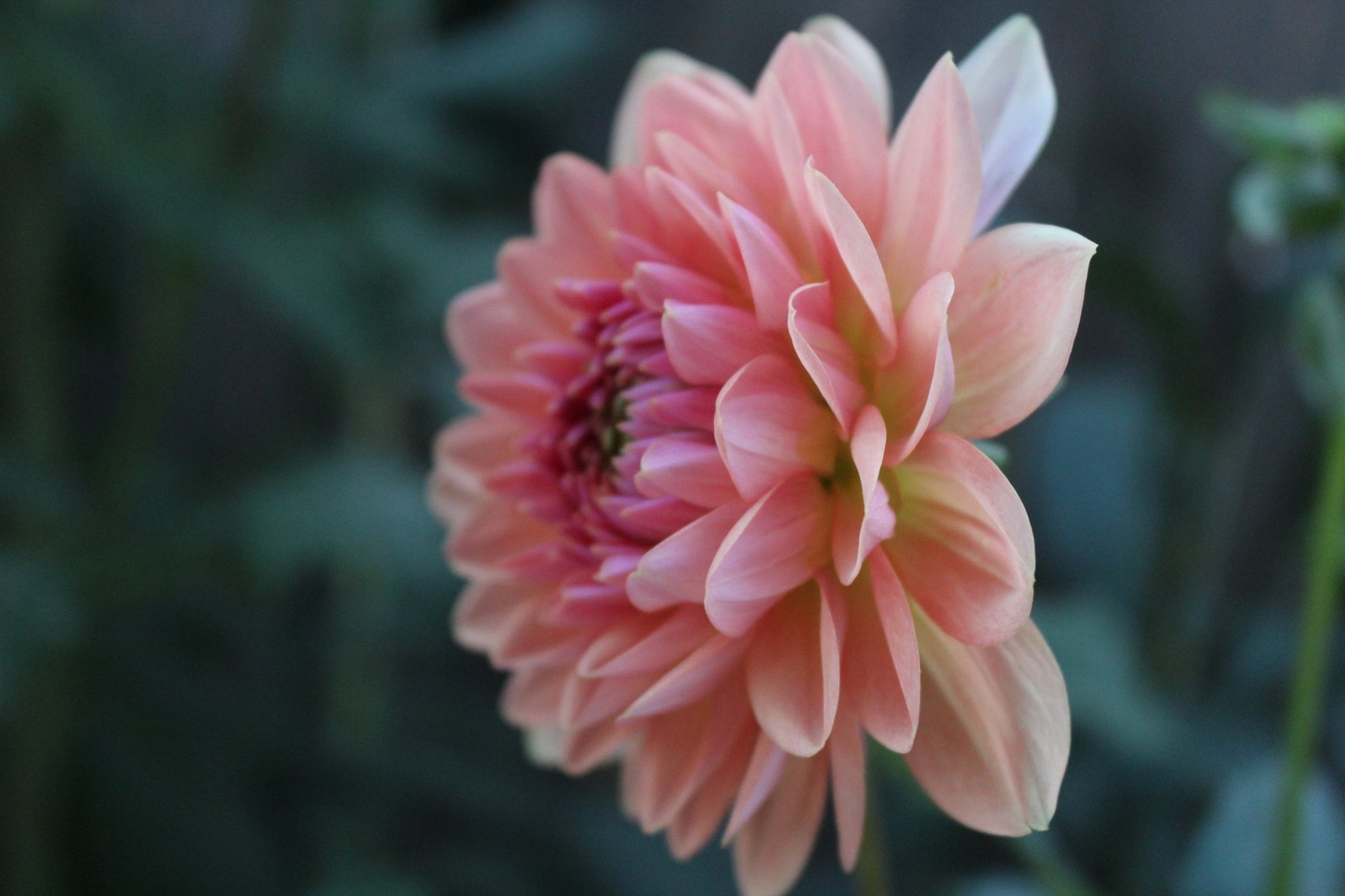 Fawn - Freese Flower Farm