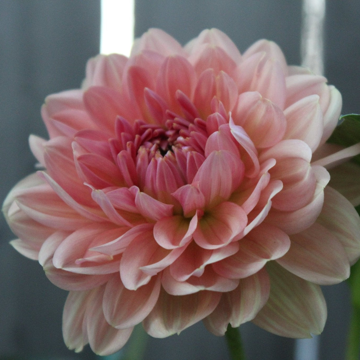 Fawn - Freese Flower Farm