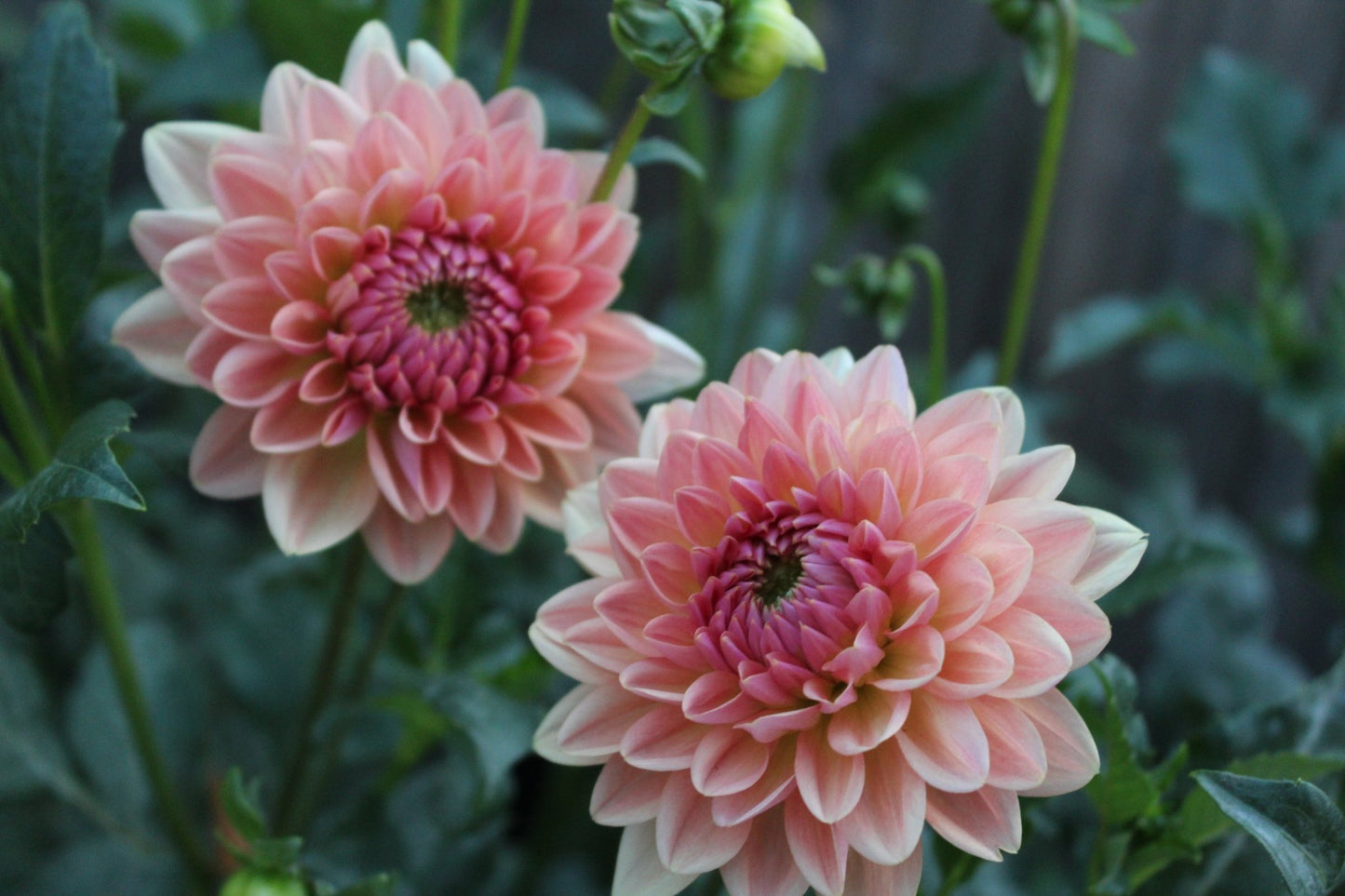 Fawn - Freese Flower Farm