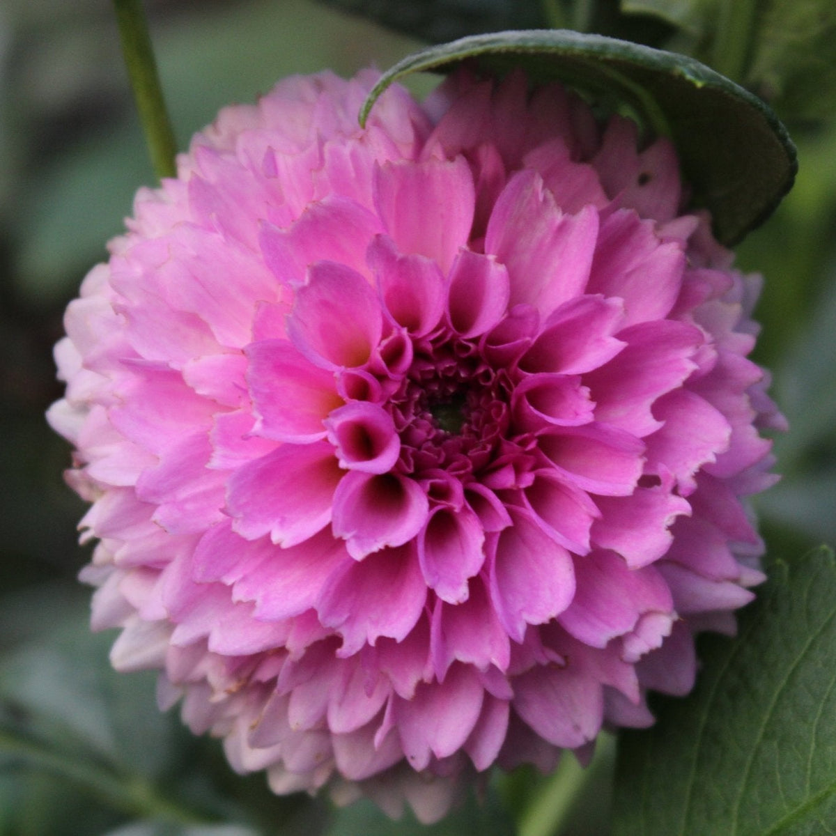 Ferncliff Pincushion - Freese Flower Farm