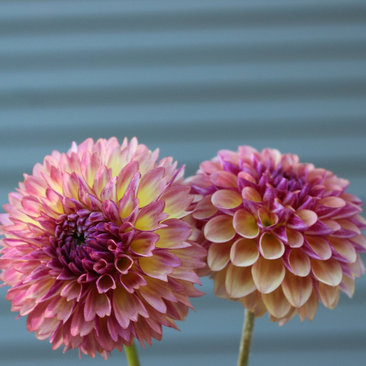 Ferncliff Thunder - Freese Flower Farm