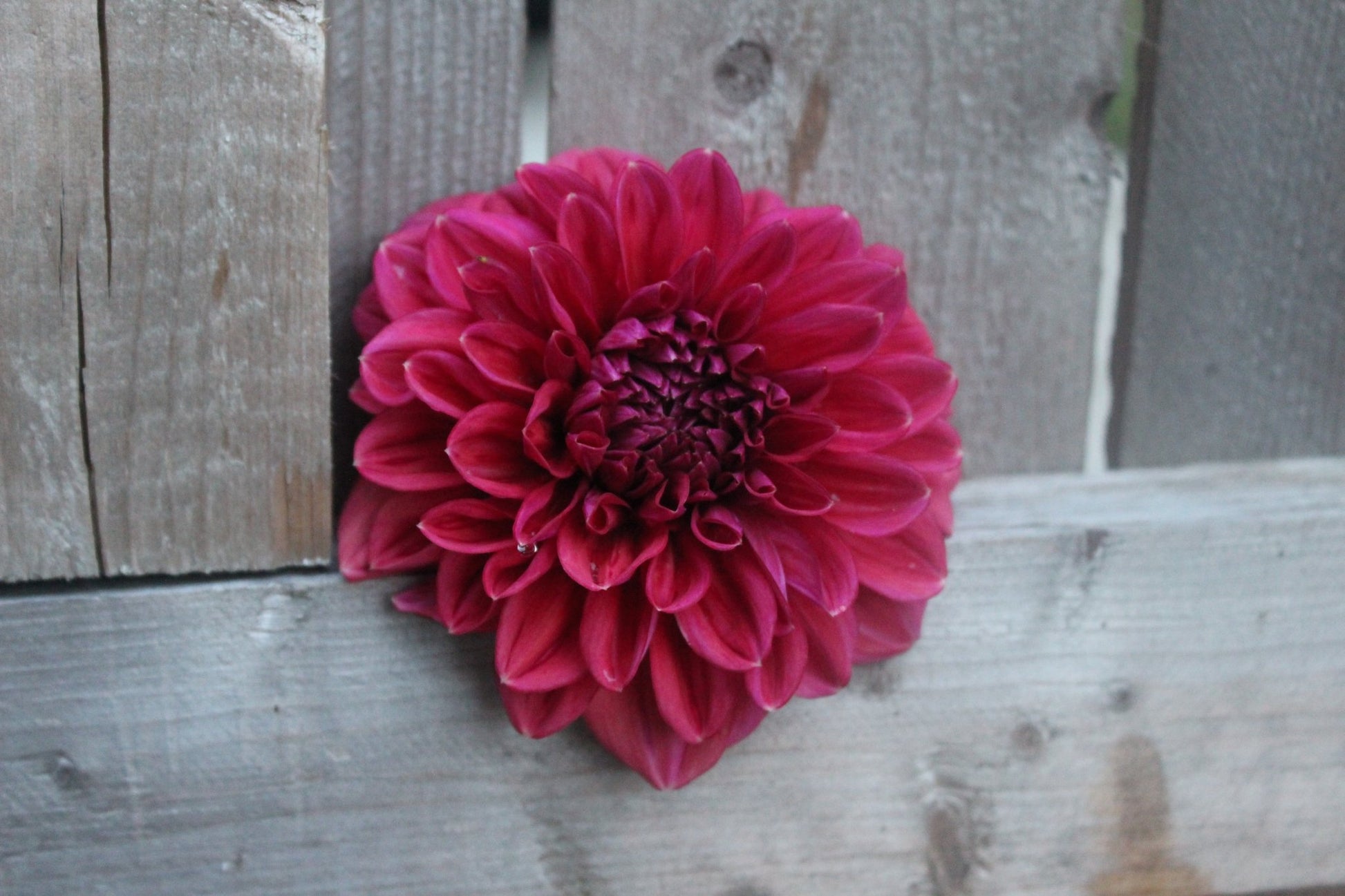 Feline Yvonne - Freese Flower Farm