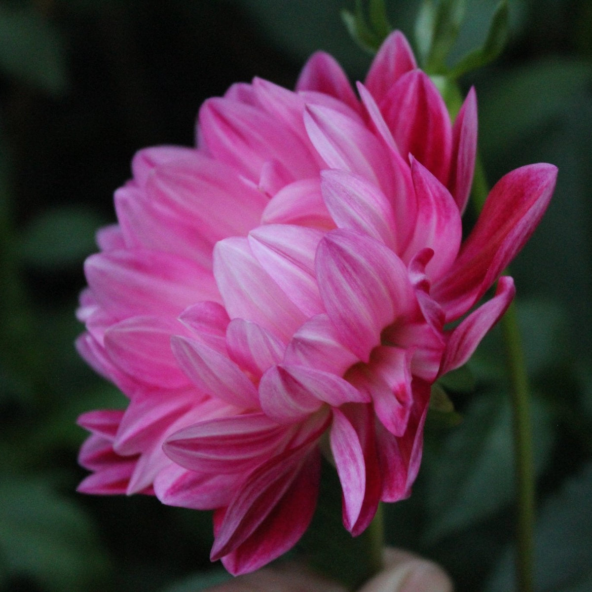 Felida Mermaid - Freese Flower Farm