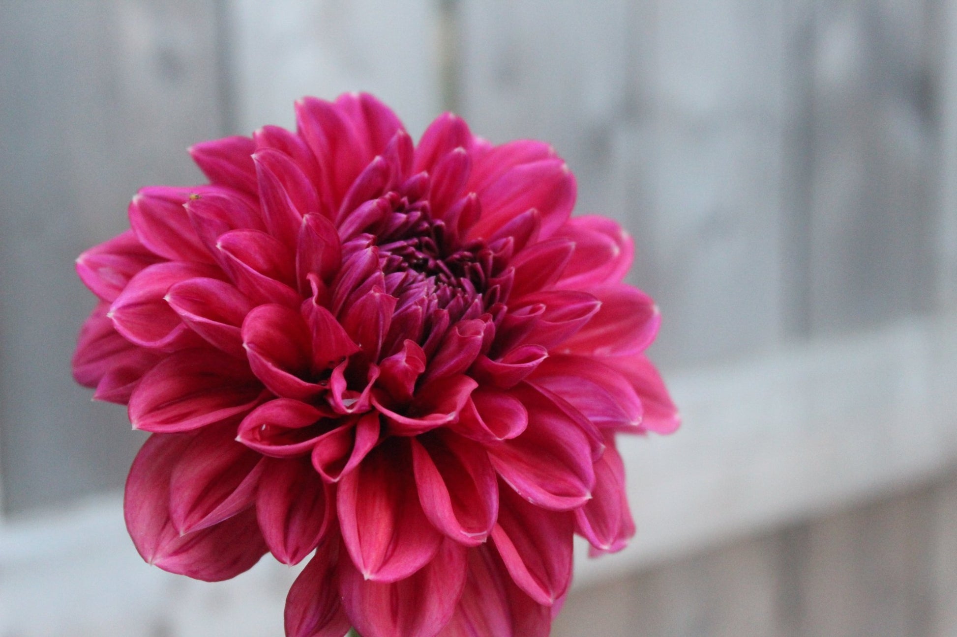 Feline Yvonne - Freese Flower Farm