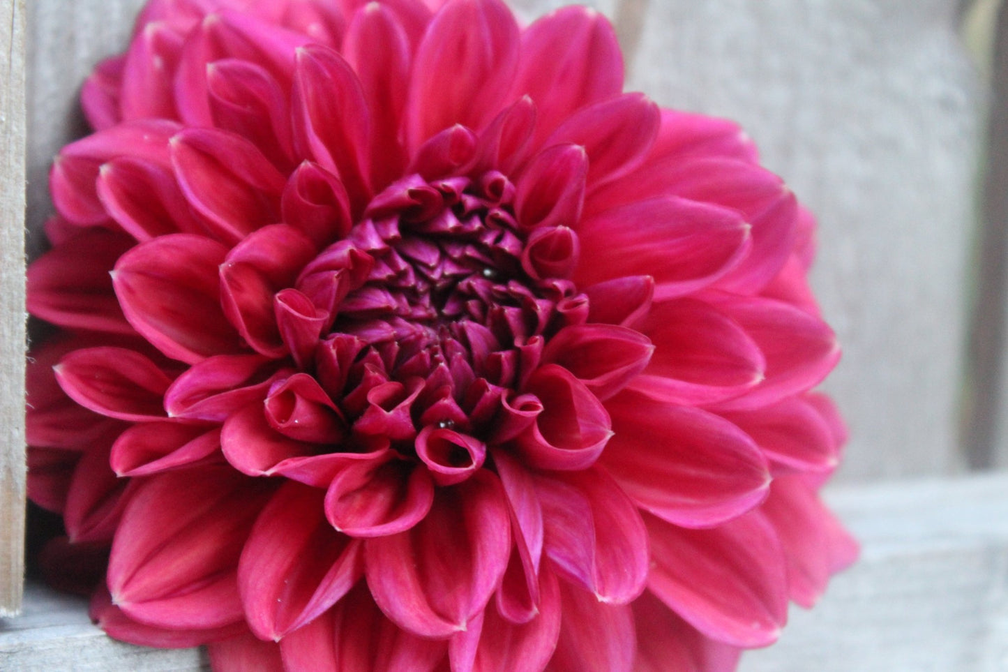 Feline Yvonne - Freese Flower Farm