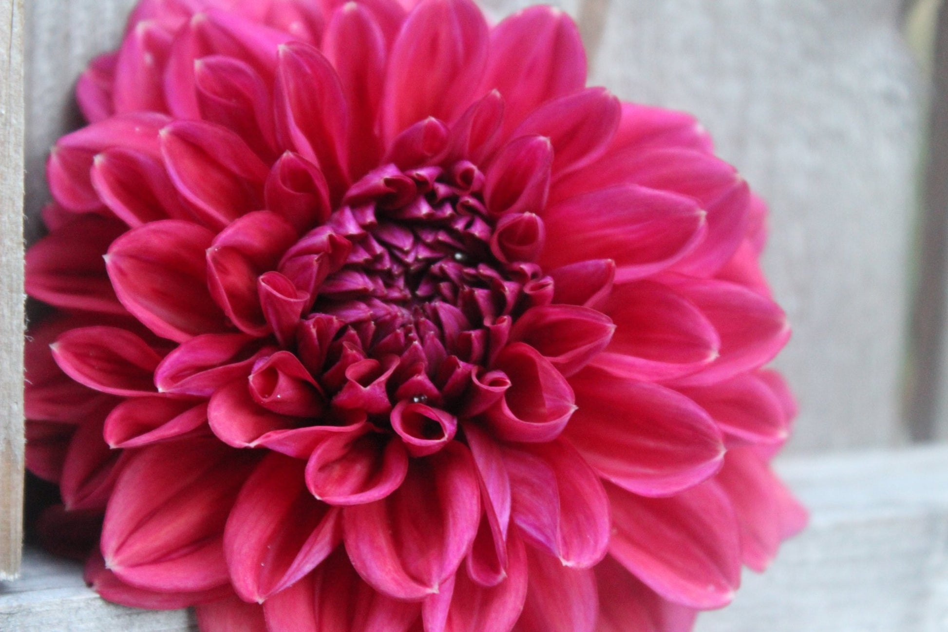 Feline Yvonne - Freese Flower Farm