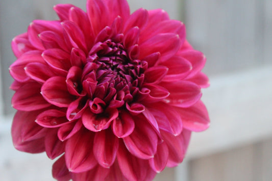 Feline Yvonne - Freese Flower Farm