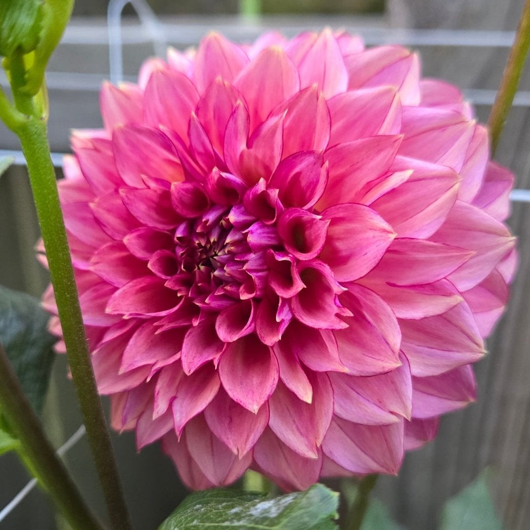 Finch's Corman - Freese Flower Farm