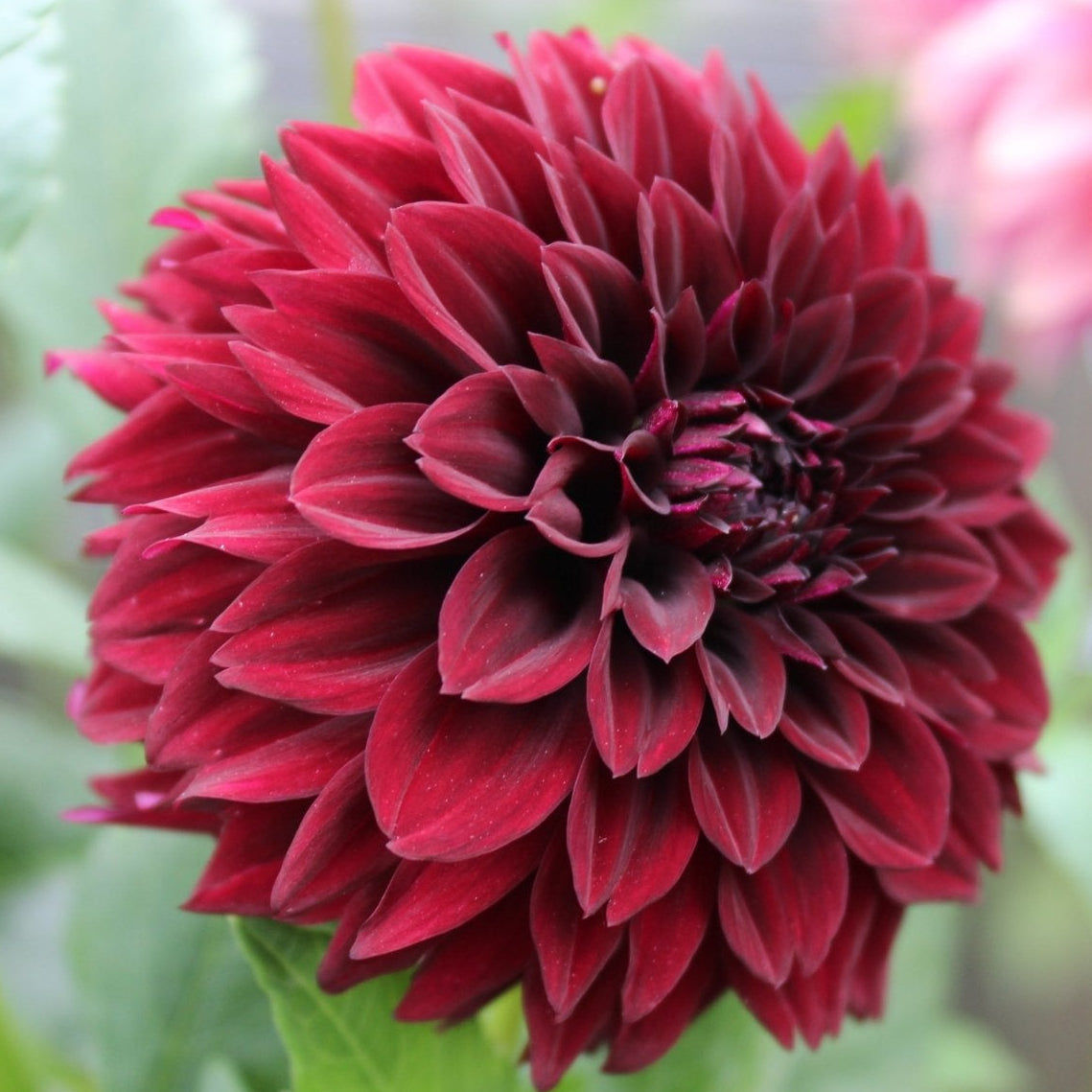 Fitzy's Dark Angel - Freese Flower Farm