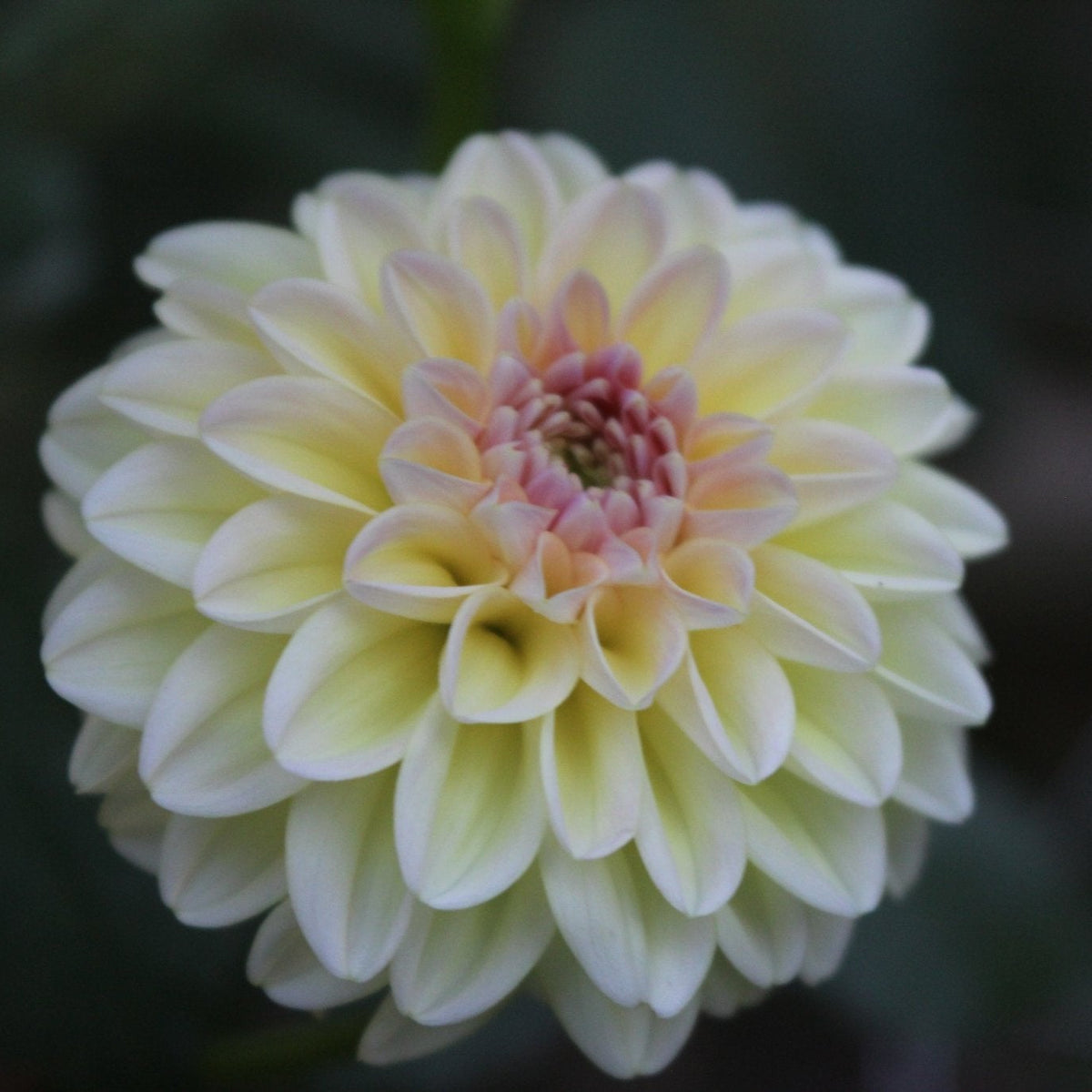 Florelie Harmony - Freese Flower Farm