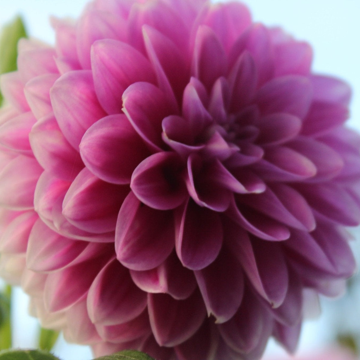 Florelie Jeanette - Freese Flower Farm