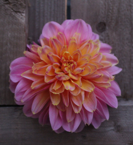 Floorinoor - Freese Flower Farm