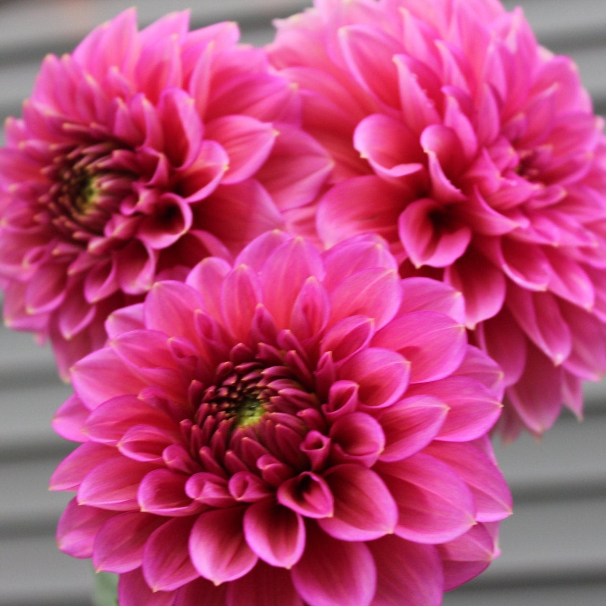 Florelie Guava - Freese Flower Farm