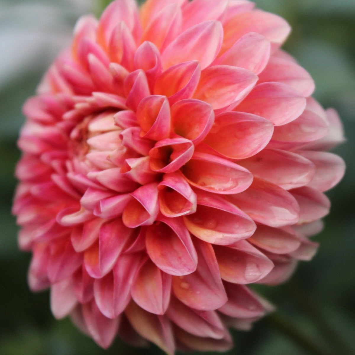 Florelie Angostura - Freese Flower Farm