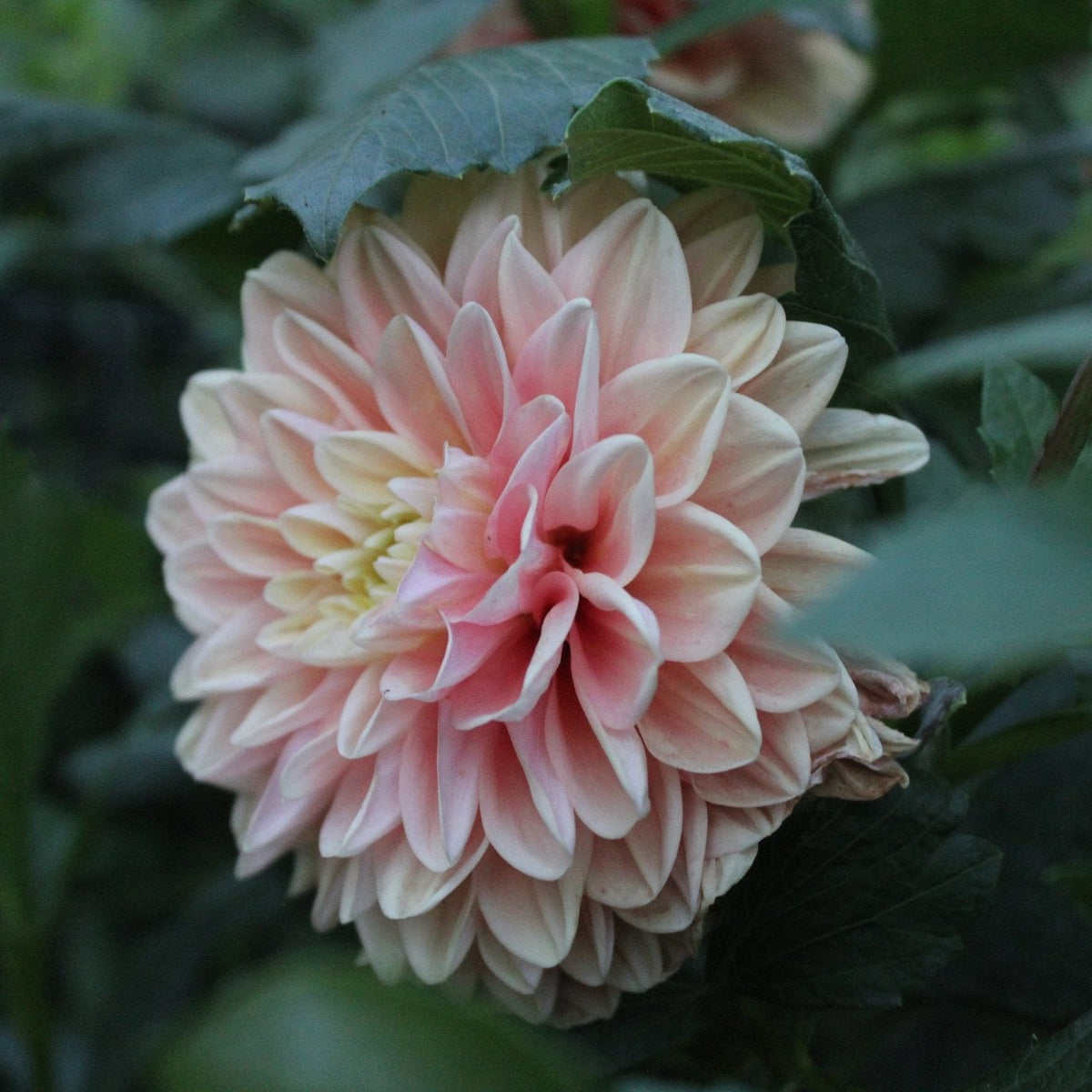 Florelie Kindness - Freese Flower Farm